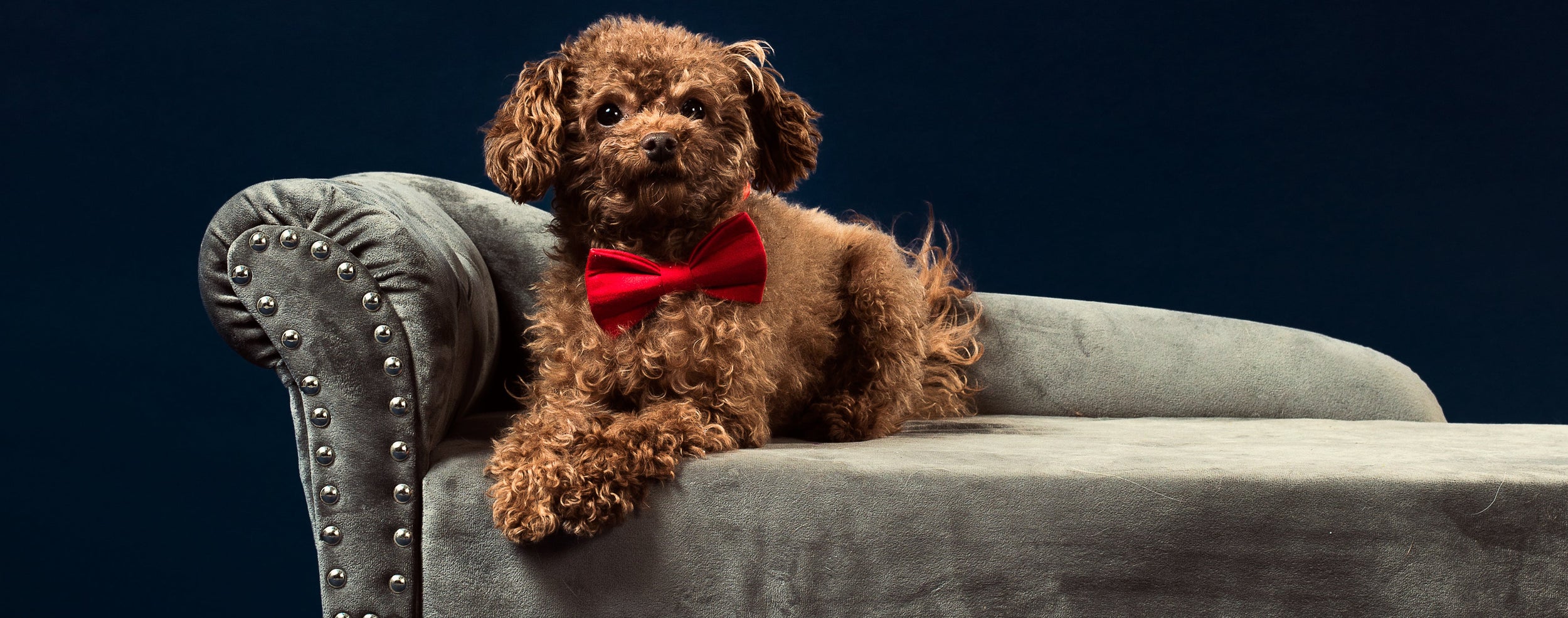 Small brown dog wearing a red bow tie sitting on a gray armchair against a dark background